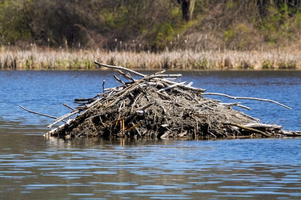 As the Climate Warms, Beavers are Coming for Canada’s Arctic