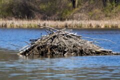 As the Climate Warms, Beavers are Coming for Canada’s Arctic