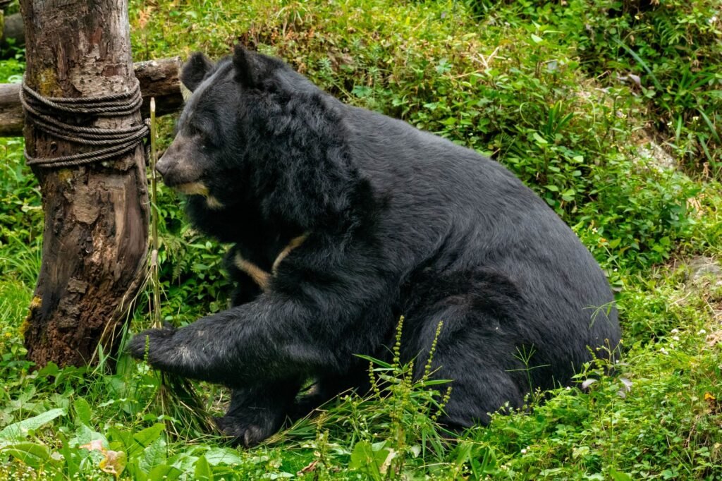 Bear attacks nomad in Srinagar forest, inflicts severe injuries