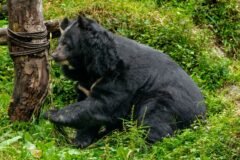 Bear attacks nomad in Srinagar forest, inflicts severe injuries