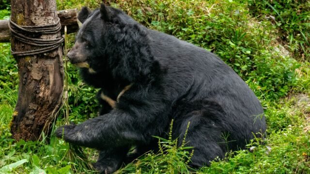 Bear attacks nomad in Srinagar forest, inflicts severe injuries
