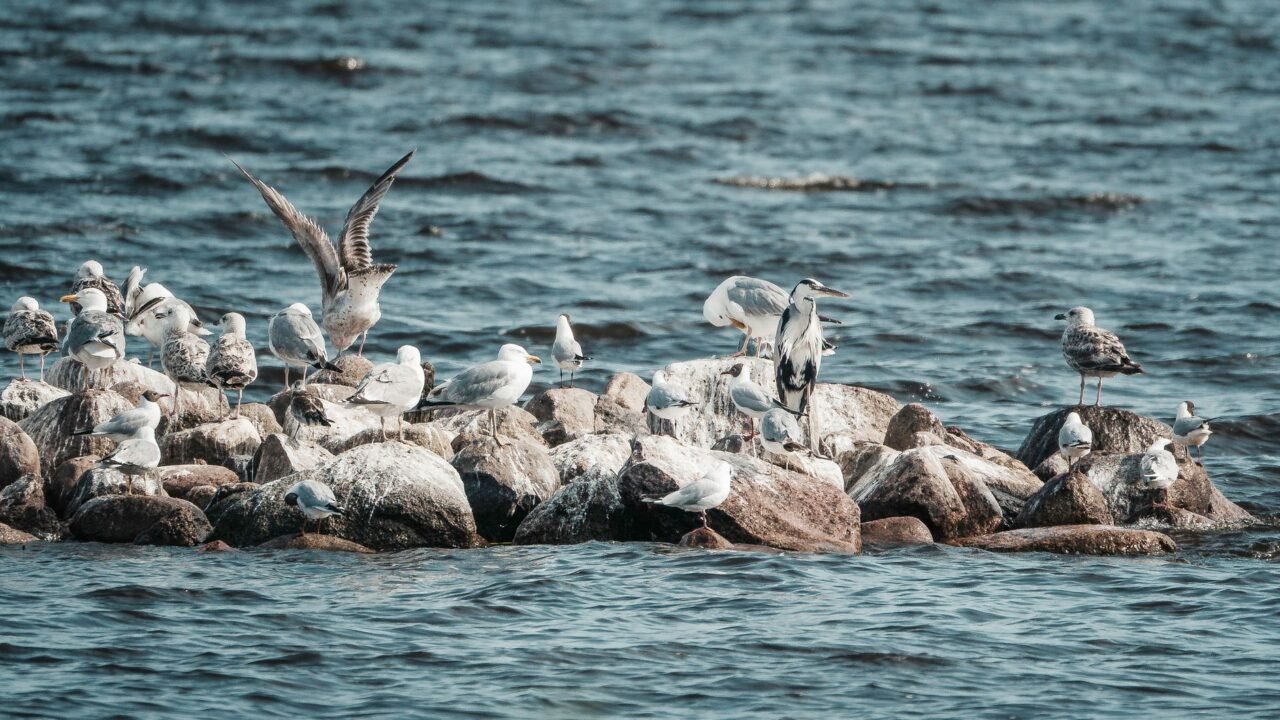 El Niño Suspected in Widespread Seabird Die-Offs Globally