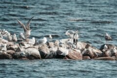Birds Are Dying. Clues Point to El Niño.