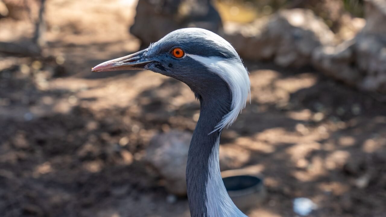 Ladakh Conservation: Over 2,950 Dogs Sterilized to Protect Cranes