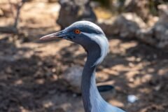BNHS sterilises over 2,950 dogs to save black-necked cranes and wildlife in Ladakh