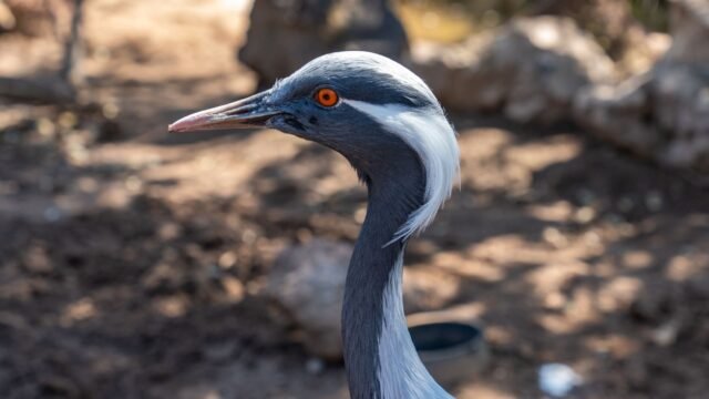 BNHS sterilises over 2,950 dogs to save black-necked cranes and wildlife in Ladakh
