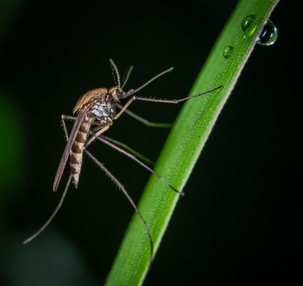 Brazil’s Disease-Fighting Mosquitoes