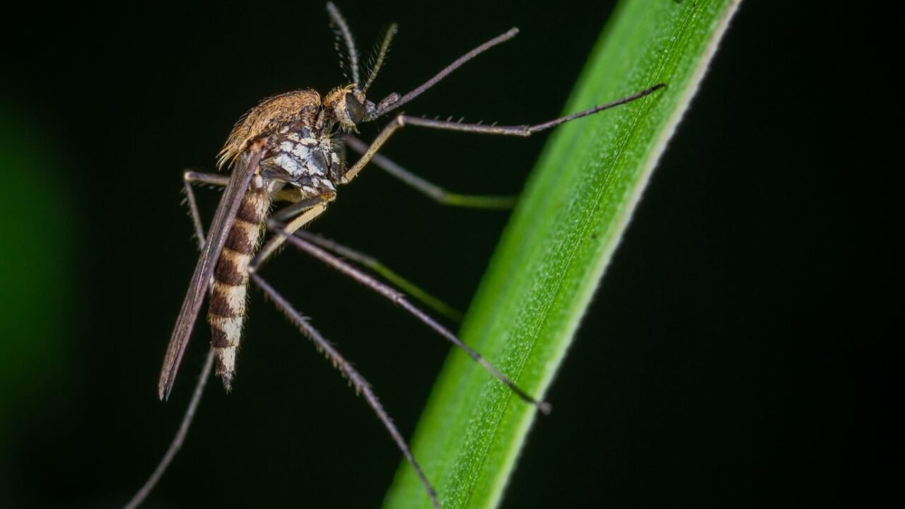 Brazil’s Mosquito Factories: A Novel Weapon Against Tropical Diseases