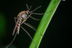 Brazil’s Disease-Fighting Mosquitoes
