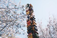 Can Robots Save Japan’s Aging Cherry Blossom Farmers?