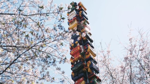 Can Robots Save Japan’s Aging Cherry Blossom Farmers?