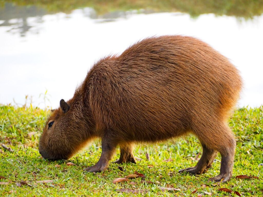 Capybaras Were the Newest Lobbyists in This Brazilian Legislature