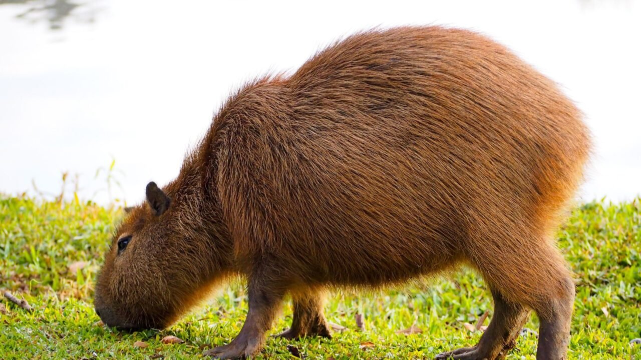 Capybaras Make Unscheduled Visit to Brazilian Legislature