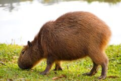 Capybaras Were the Newest Lobbyists in This Brazilian Legislature
