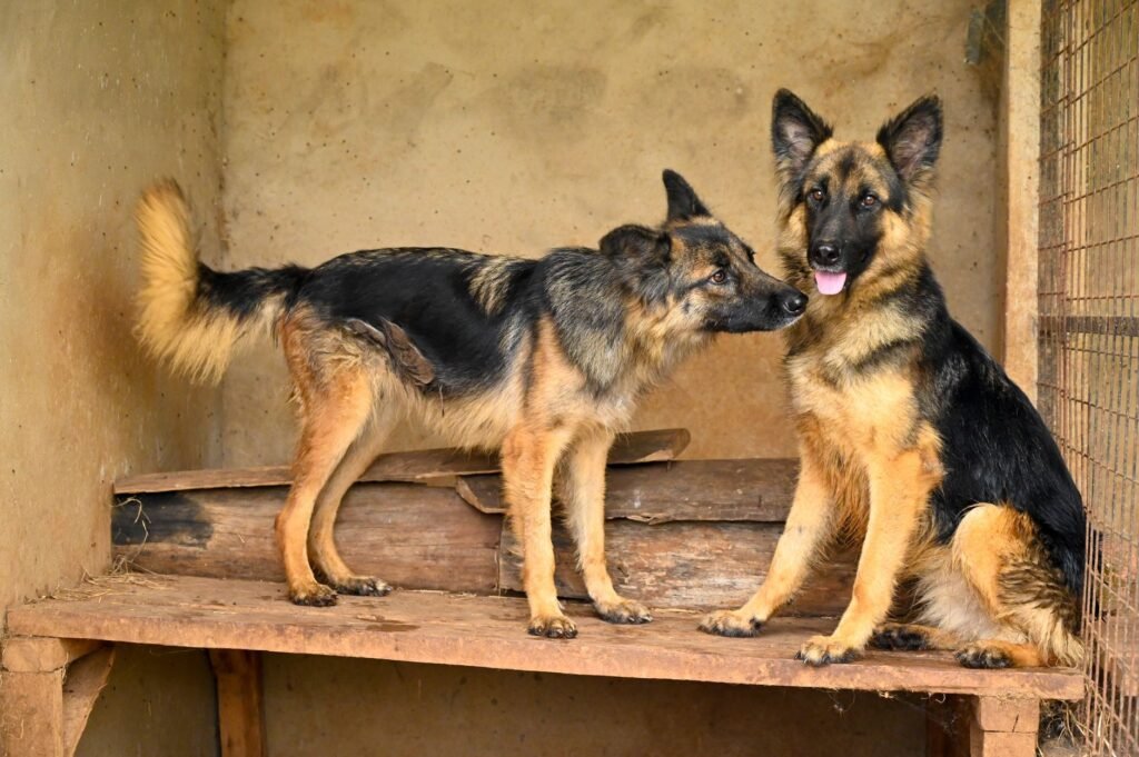 Dog hero Tyson honoured: Who is this German Shepherd who took a bullet for Army?