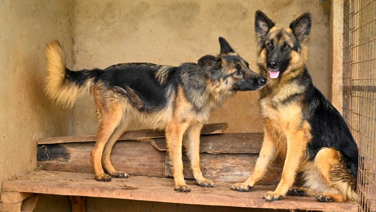 Hero Dog Tyson Awarded for Bravery in J&K Counter-Terror Operation