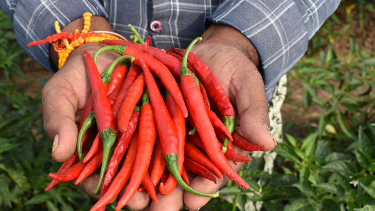 Pakistan’s Chile Heartland Faces Existential Threat from Extreme Heat