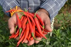 Extreme Heat Comes for the Red Chile Capital of Pakistan