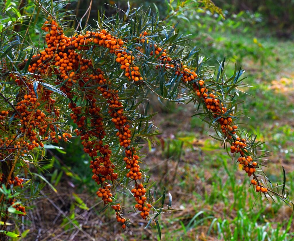 Govt forms panel to evaluate proposal for Sea Buckthorn research centre in Ladakh