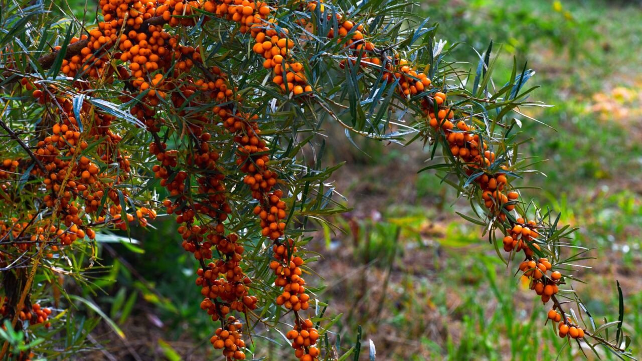 Ladakh’s Sea Buckthorn Potential Spurs National Research Centre Proposal