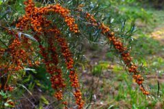 Govt forms panel to evaluate proposal for Sea Buckthorn research centre in Ladakh