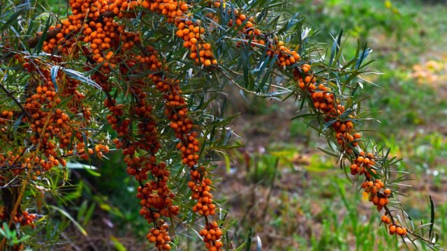 Govt forms panel to evaluate proposal for Sea Buckthorn research centre in Ladakh