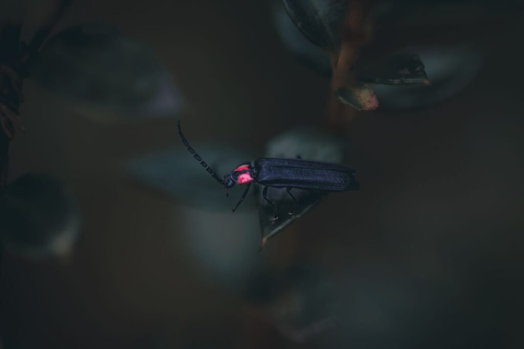 In Bali, a Quest to Restore the Sacred Glow of Fireflies