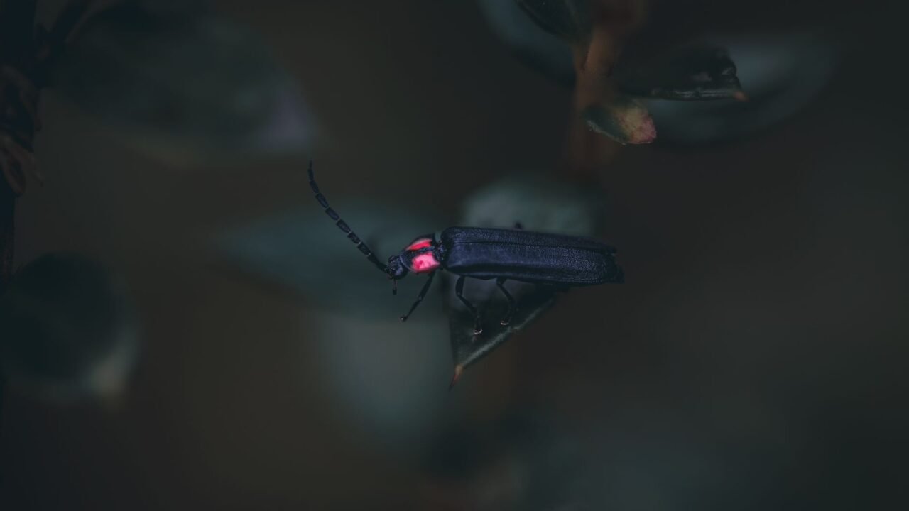 Bali’s Fading Fireflies: A Battle to Restore Nature’s Glow Amidst Tourism Boom