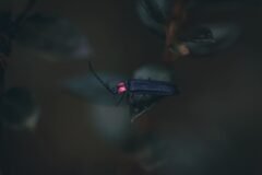 In Bali, a Quest to Restore the Sacred Glow of Fireflies