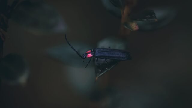 In Bali, a Quest to Restore the Sacred Glow of Fireflies