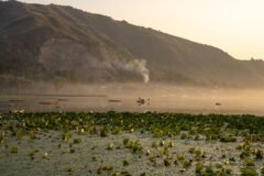 J&K’s Manasbal lake critically polluted; drinking water source fouled by faecal matter: CPCB