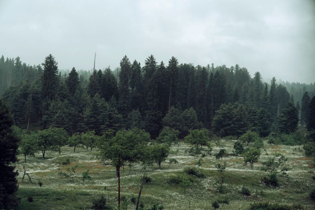 J&K’s Forest Rights Act: Policy, politics and promised relief