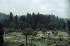 J&K’s Forest Rights Act: Policy, politics and promised relief