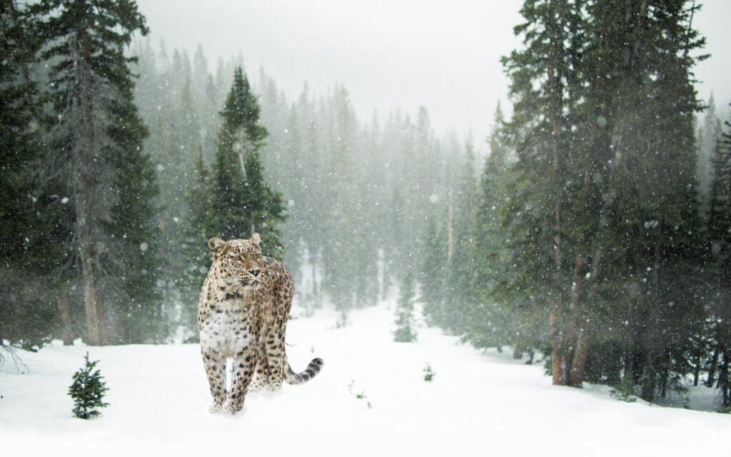 Ladakh to launch India’s first high-altitude wildlife safari, LG approves eco-tourism initiative