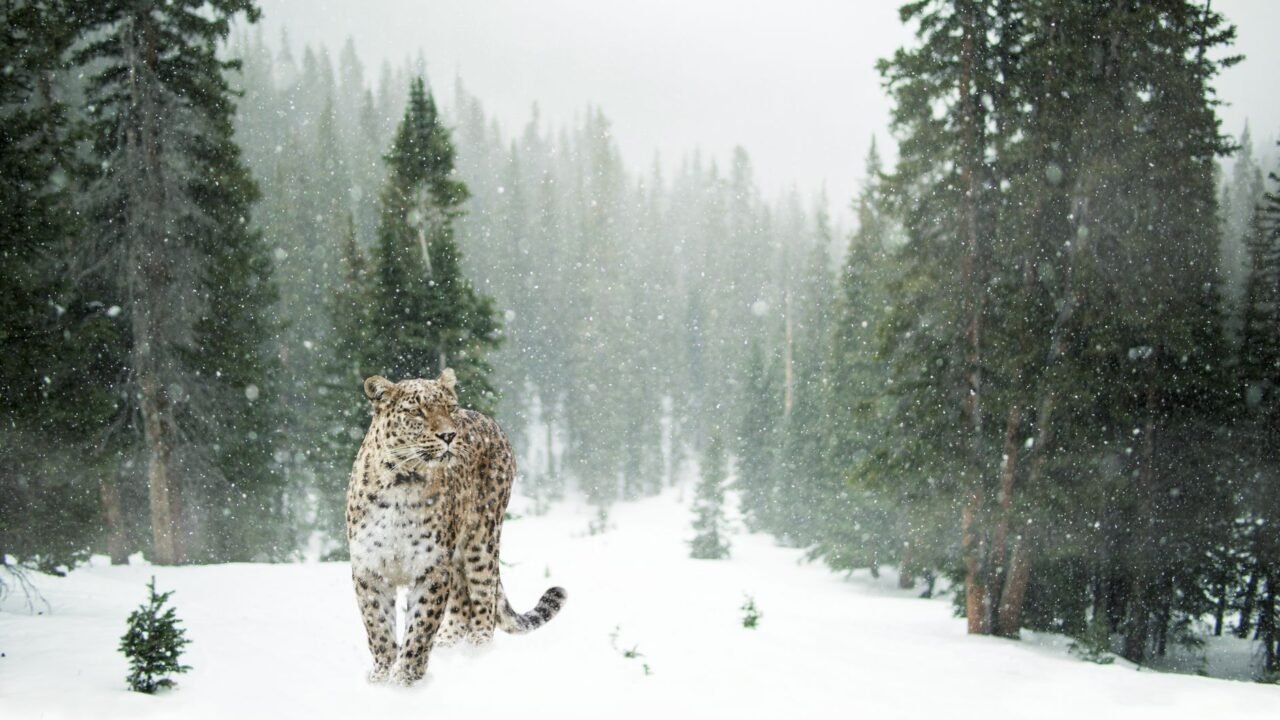 Ladakh Pioneers India’s First High-Altitude Wildlife Safari