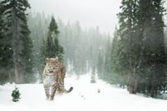 Ladakh to launch India’s first high-altitude wildlife safari, LG approves eco-tourism initiative