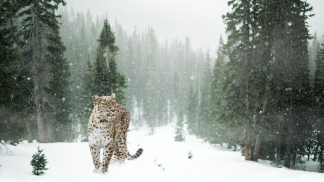 Ladakh to launch India’s first high-altitude wildlife safari, LG approves eco-tourism initiative