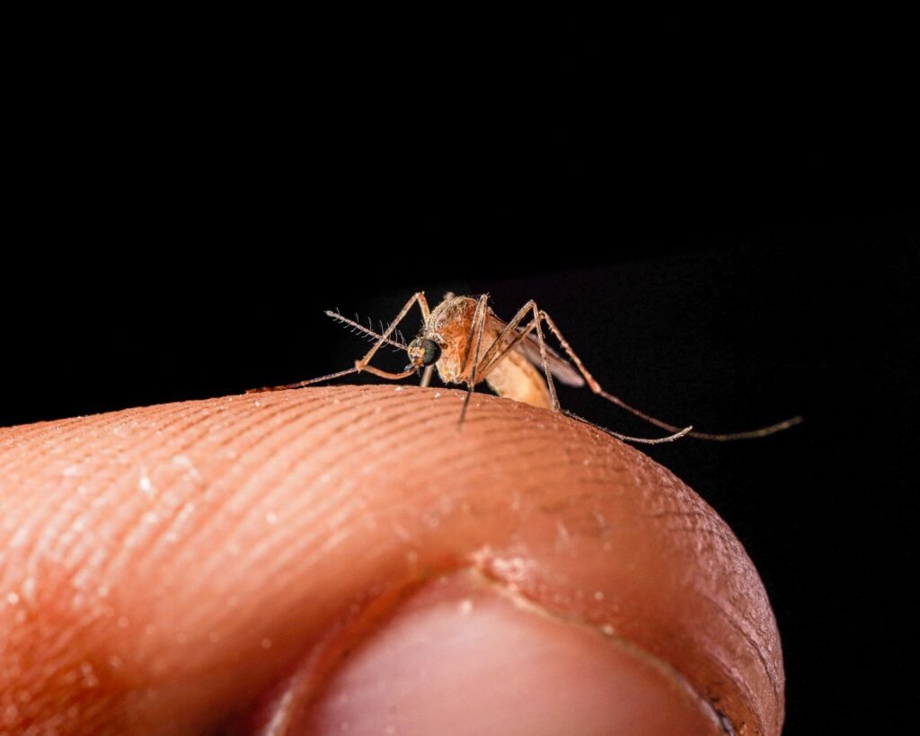 Malaria, Likely Spread by Mosquito on Plane, Kills 2 Airport Workers in Germany