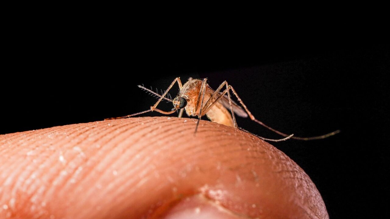 Malaria Deaths at Frankfurt Airport Raise Health Alert Concerns