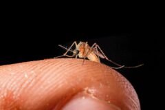 Malaria, Likely Spread by Mosquito on Plane, Kills 2 Airport Workers in Germany