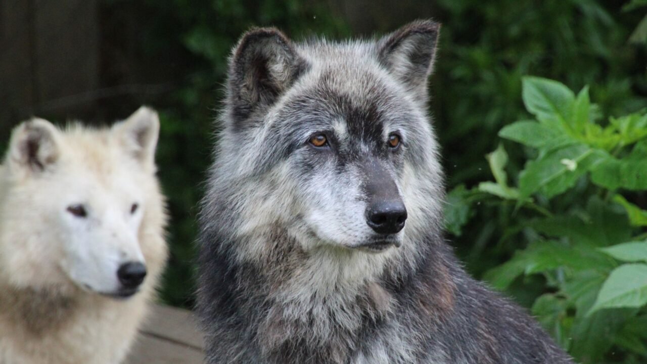 Man Who Lived With Wolves Dies at 80; Story Inspired Books and Films