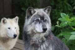 Man Who Told of a Childhood With Wolves Dies at 80