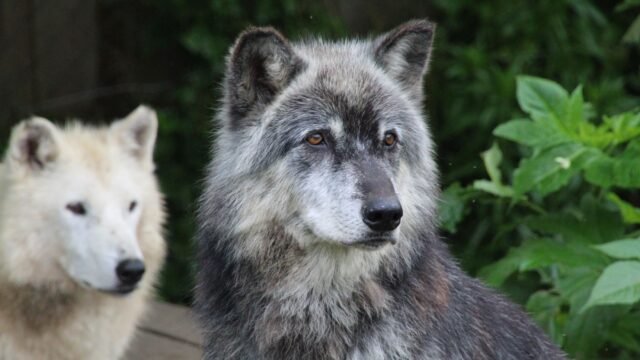 Man Who Told of a Childhood With Wolves Dies at 80
