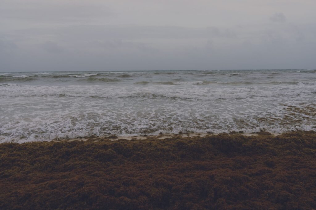 Mexico Declares War on Stinky Seaweed