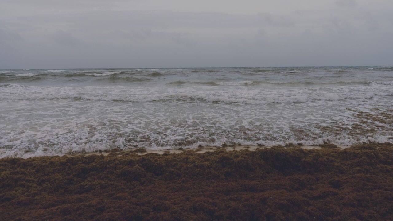 Mexico Mobilizes Against Massive Sargassum Bloom Threatening Coastlines