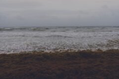 Mexico Declares War on Stinky Seaweed