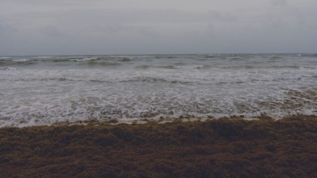 Mexico Declares War on Stinky Seaweed