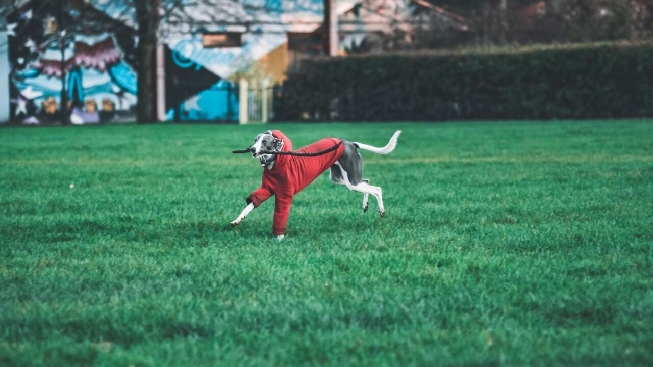 New Zealand Races to Rehome Dogs and Support Workers After Greyhound Ban