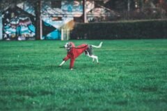 New Zealand Has Ended Greyhound Racing. Now It Has to Manage the Aftermath.