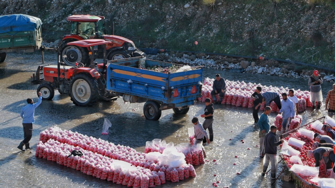 Kashmir Fruit Growers Face Harvest Woes Amidst NH-44 Disruptions